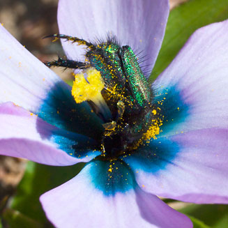 Moraea versicolor