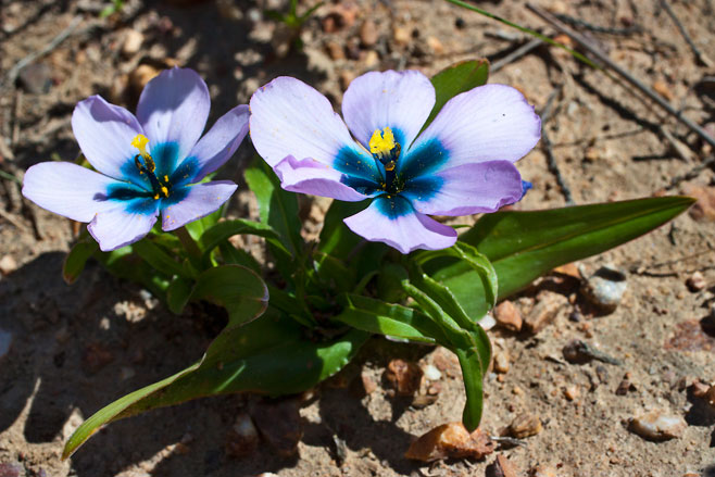 Moraea versicolor