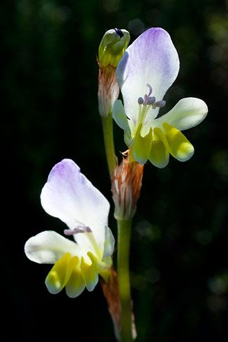 Sparaxis villosa