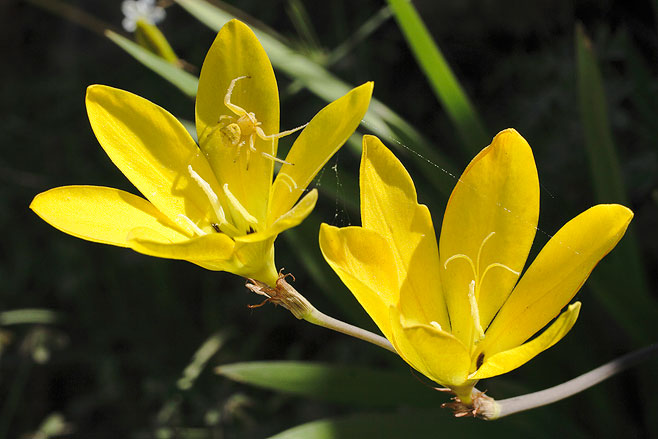 Sparaxis grandiflora