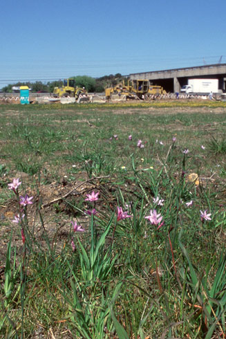 Gladiolus pulcherrimus