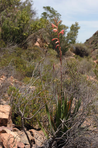 Watsonia meriana