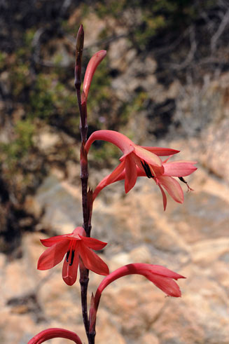 Watsonia meriana