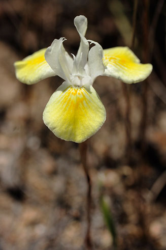 Moraea serpentina