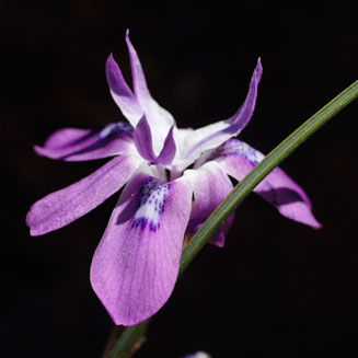Moraea fugax