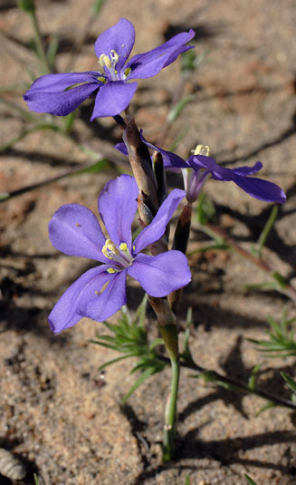 Moraea herrei