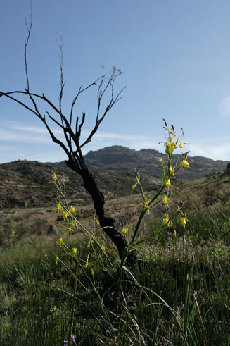 Moraea pendula