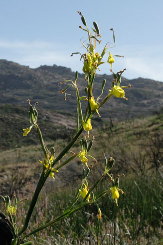 Moraea pendula