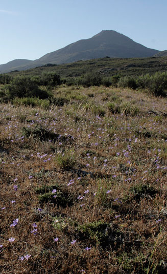 Moraea herrei