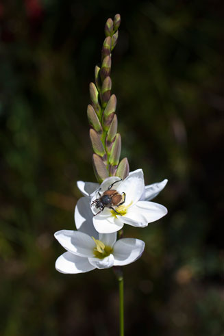Ixia polystachya