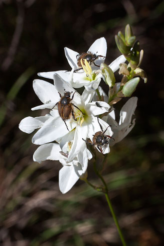 Ixia polystachya