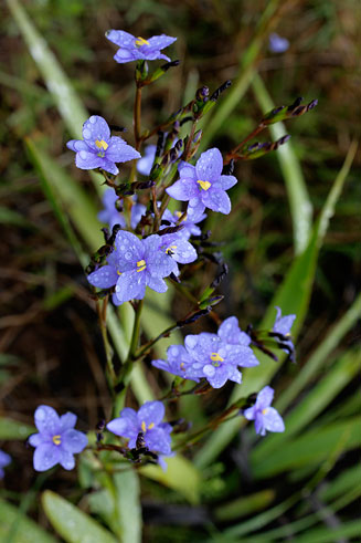 Aristea ecklonii