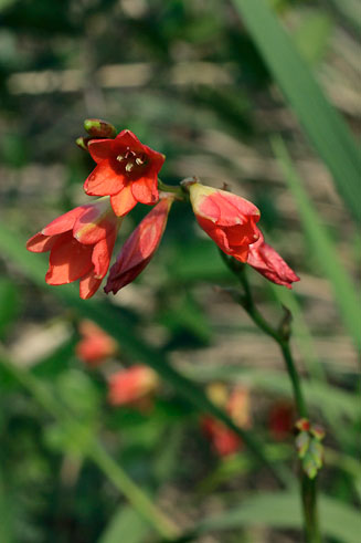 Tritonia disticha