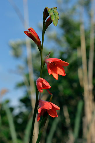 Tritonia disticha