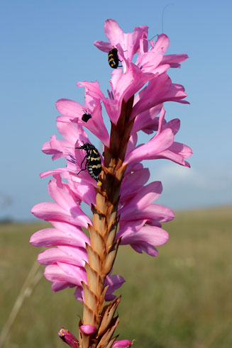 Watsonia densiflora 