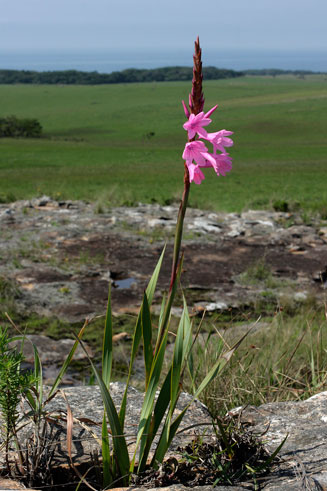 Watsonia densiflora 