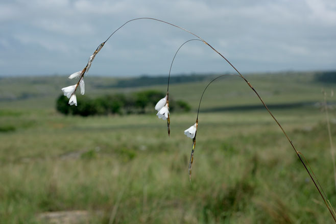 Dierama argyreum 