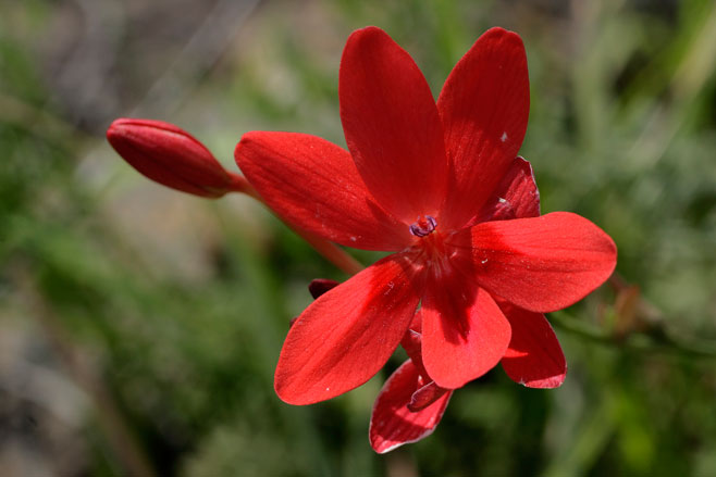 Hesperantha coccinea