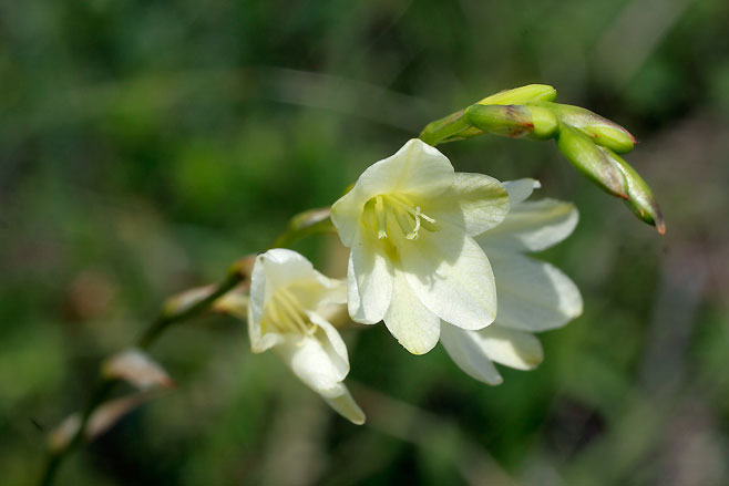 Tritonia gladiolaris