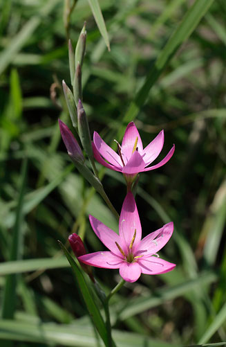 Hesperantha baurii 