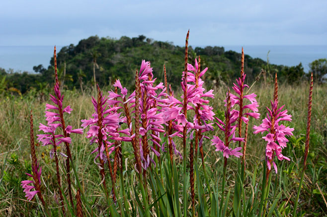 Watsonia densiflora 