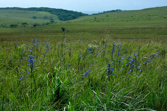Aristea angolensis