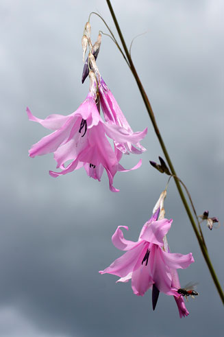 Dierama grandiflorum