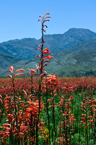 Watsonia angusta  