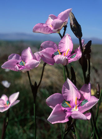 Aristea biflora  