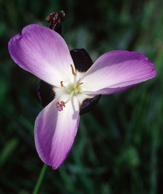 Aristea lugens 
