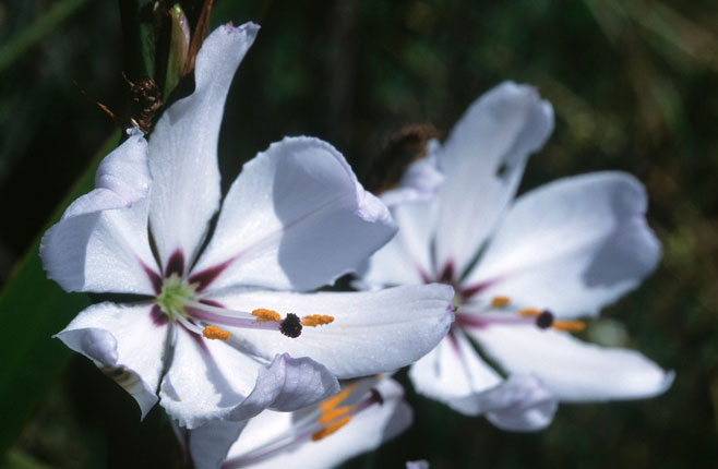 Aristea spiralis