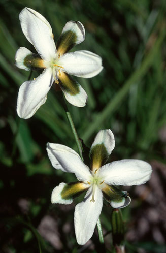Aristea teretifolia