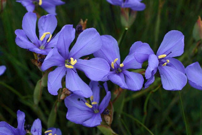 Aristea elliptica
