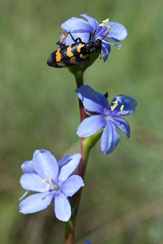 Aristea woodii