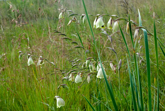 Gladiolus papilio 