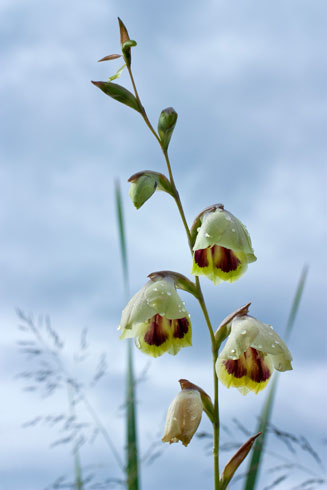 Gladiolus papilio 