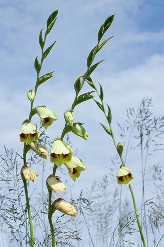 Gladiolus papilio 