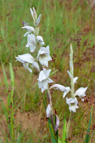 Gladiolus elliotii
