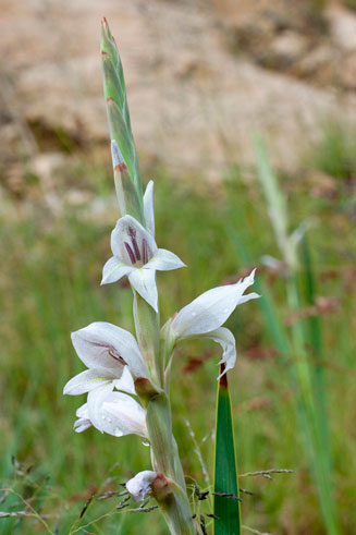 Gladiolus elliotii