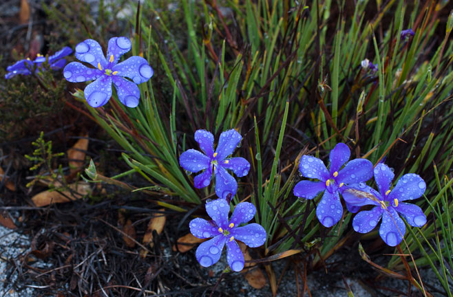 Aristea africana