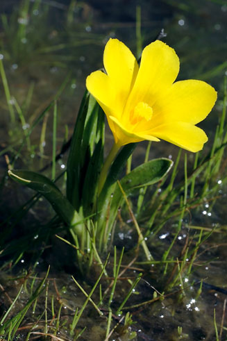 Moraea kamiesensis