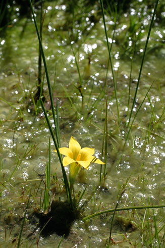Romulea citrina