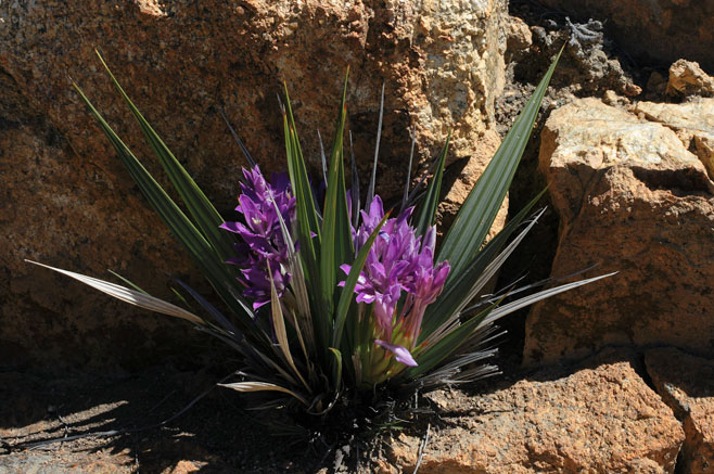 Babiana dregei 