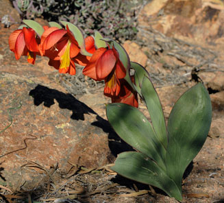 Gladiolus equitans 