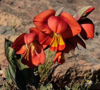Gladiolus equitans 