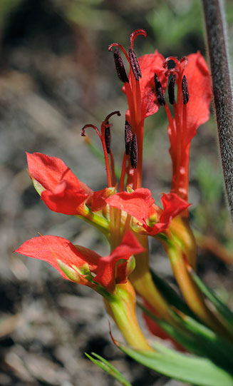 Babiana ringens 