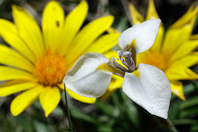 Moraea modesta