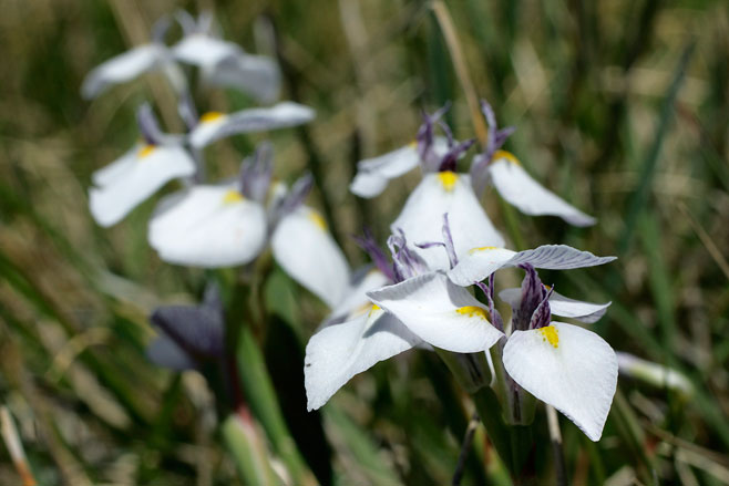 Moraea modesta