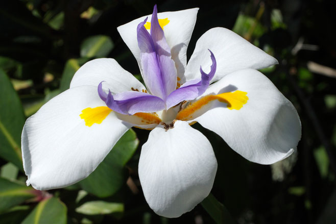Dietes grandiflora 