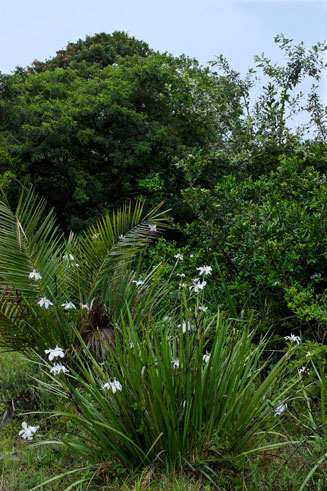 Dietes grandiflora 
